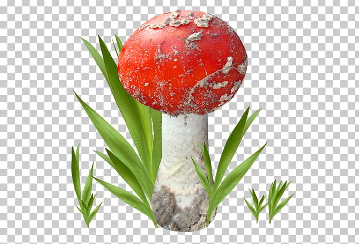 Mushroom Fungus Amanita Pleurotus Eryngii PNG, Clipart, Amanita, Animaatio, Computer, Desktop Wallpaper, Digital Image Free PNG Download