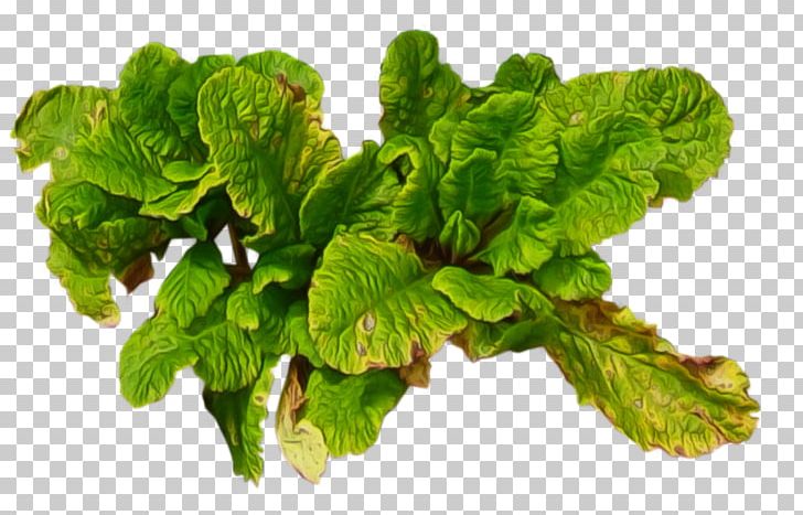 Leaf Vegetable Collard Greens PNG, Clipart, Chard, Collard Greens, Download, Food Drinks, Herb Free PNG Download