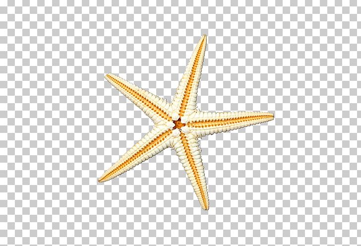 Starfish Sea Illustration PNG, Clipart, Animal, Animals, Beach, Beautiful Starfish, Cartoon Starfish Free PNG Download