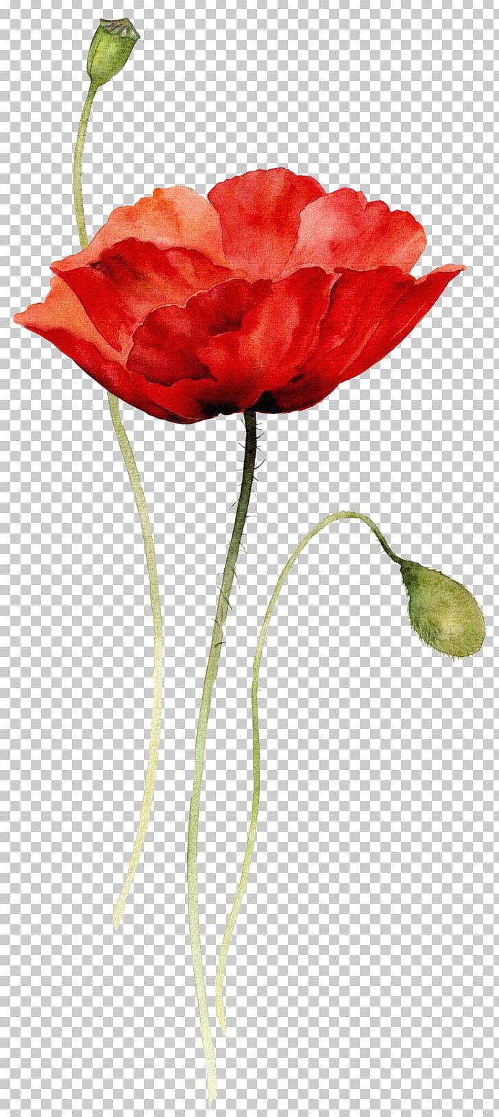 Watercolor Painting Drawing Flower Poppy PNG, Clipart, Carnation, Common Poppy, Coquelicot, Cut Flowers, Floral Design Free PNG Download
