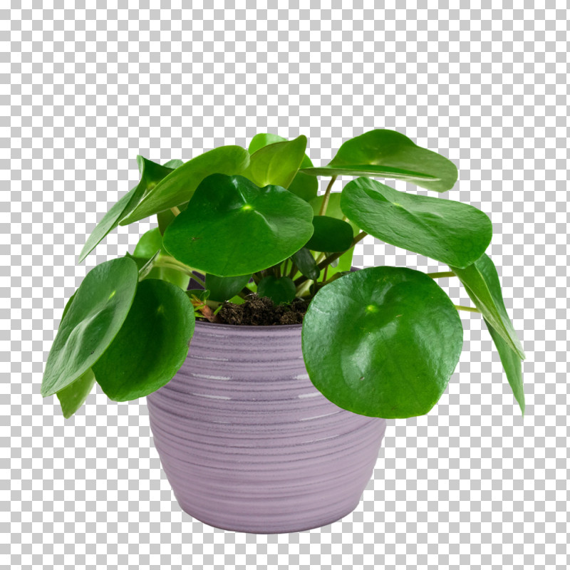 Flowerpot Leaf Flower Houseplant Plant PNG, Clipart, Annual Plant, Basil, Flower, Flowerpot, Herb Free PNG Download