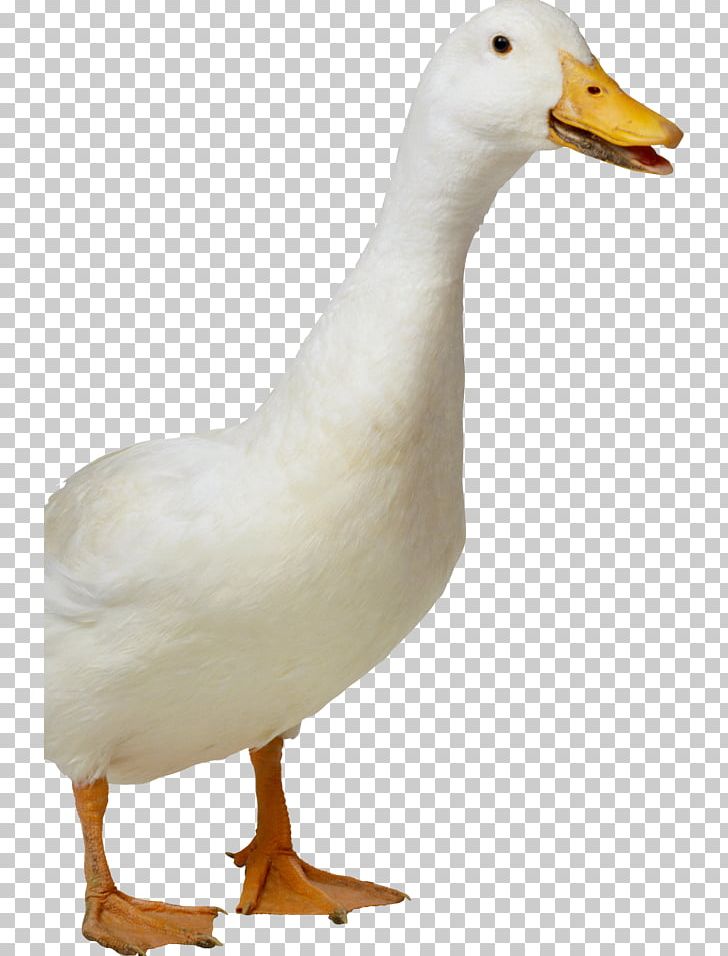 Duck American Pekin Bird PNG, Clipart, American Pekin, Animals, Beak, Bird, Desktop Wallpaper Free PNG Download