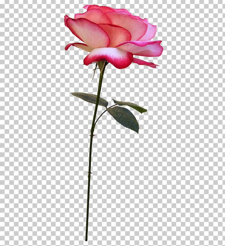 Flower Bouquet Photography PNG, Clipart, Animation, Artificial Flower, Bud, Cut Flowers, Digital Image Free PNG Download