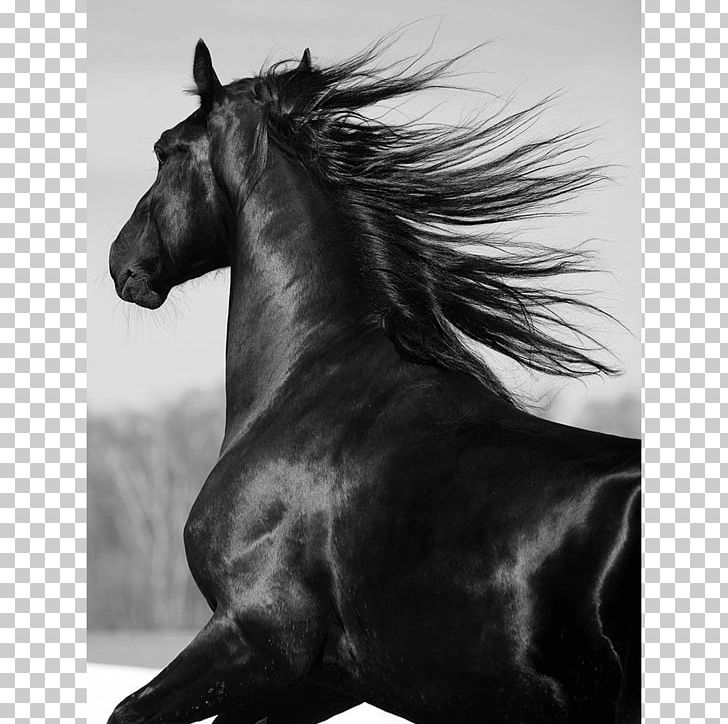 Mustang Shire Horse Stallion Friesian Horse Mane PNG, Clipart, Black, Black And White, Bridle, Colt, Friesian Horse Free PNG Download