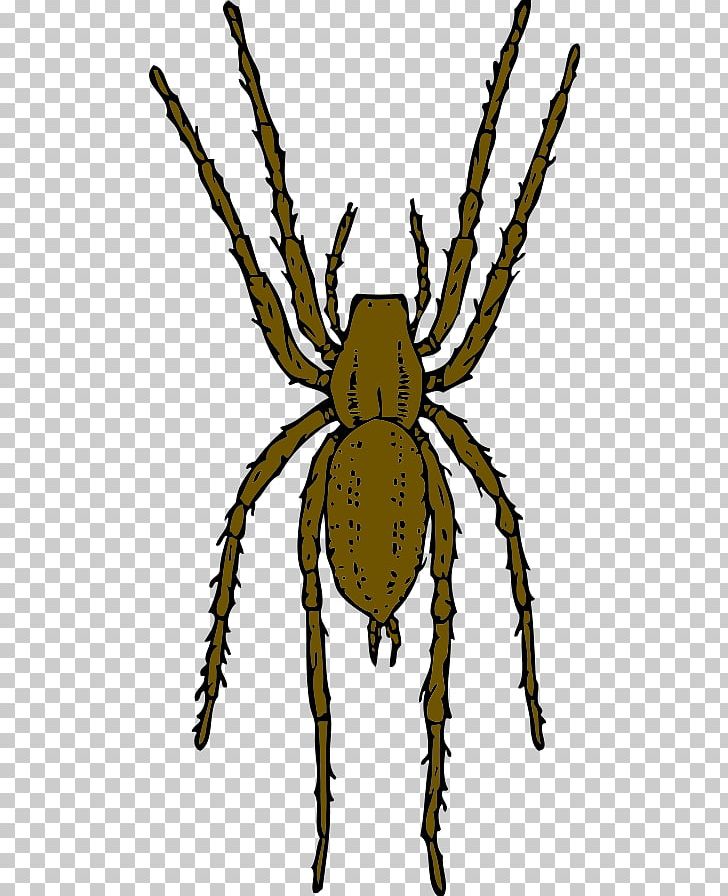 Brown Recluse Spider PNG, Clipart, Arachnid, Araneus, Arthropod, Brown Recluse Spider, Cartoon Free PNG Download