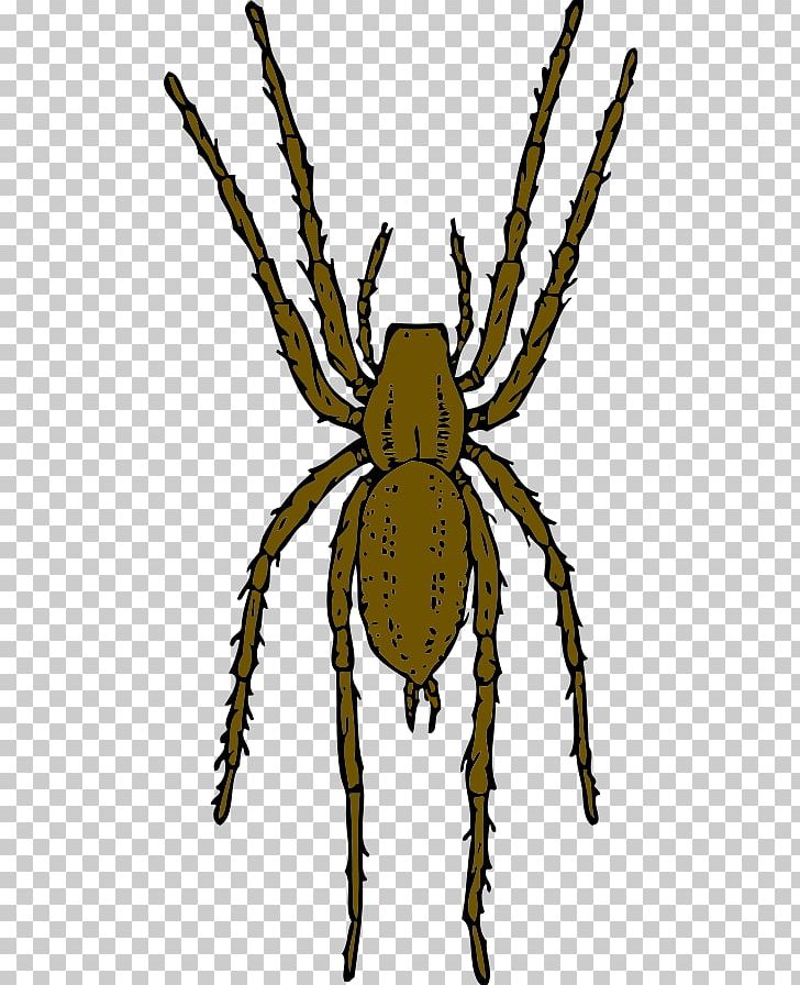 clipart recluse