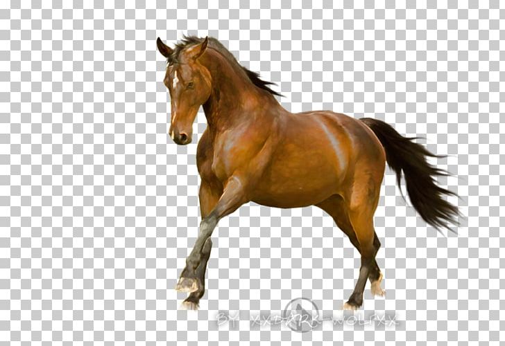 Mustang Mane Palomino Stallion Mare PNG, Clipart, Black, Bridle, Hores, Horse, Horse Like Mammal Free PNG Download