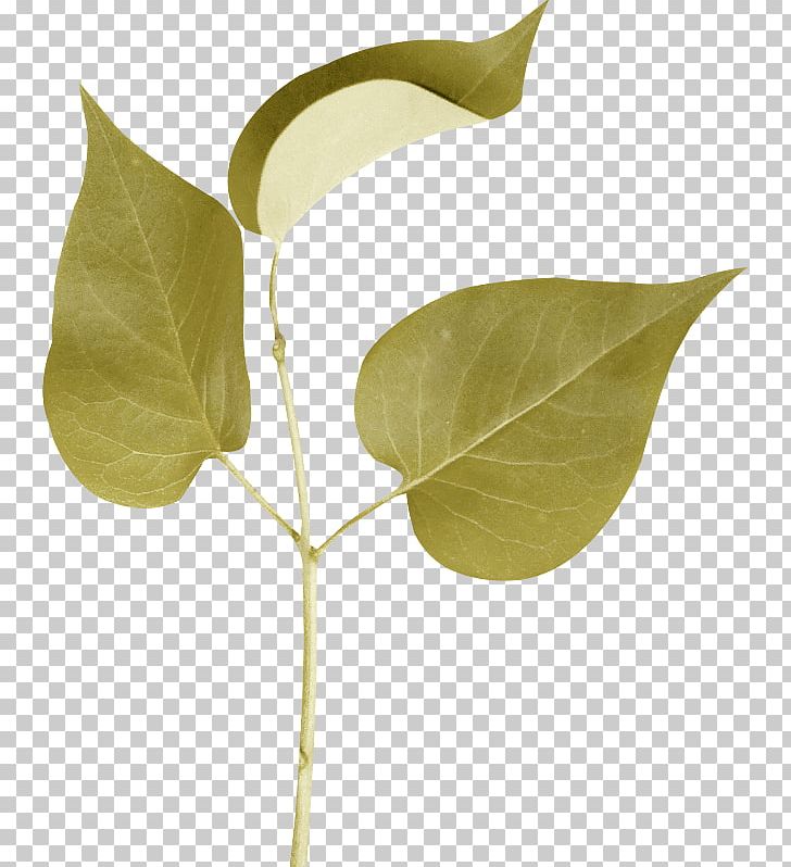 Leaf Branch Plant Stem PNG, Clipart, Branch, Green, Internet Forum, Leaf, Plant Free PNG Download