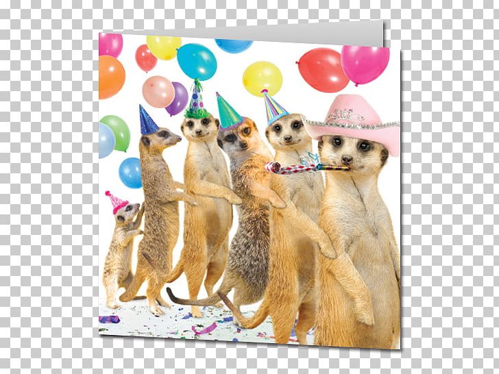 Meerkat Wedding Invitation Greeting & Note Cards Birthday Cake PNG, Clipart, Aleksandr Orlov, Birthday, Birthday Cake, Birthday Card, Carnivoran Free PNG Download