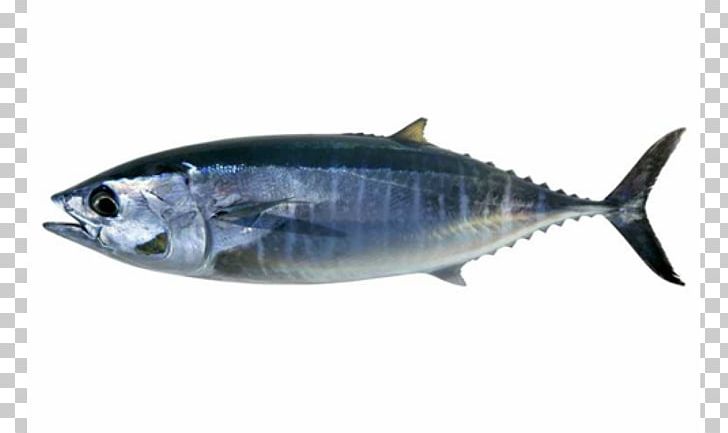 Ocean Food Thunnus Fish Stock Photography PNG, Clipart, Animals, Bluefin Tuna, Bonito, Bony Fish, Fauna Free PNG Download