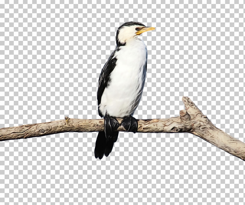 Hornbill Cuckoos Beak PNG, Clipart, Beak, Cuckoos, Hornbill, Paint, Watercolor Free PNG Download