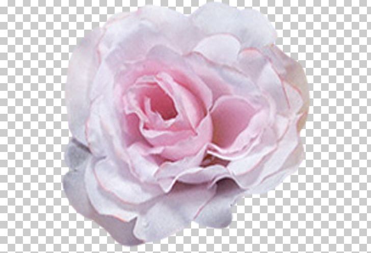 Garden Roses Centifolia Roses Petal Dress Flower PNG, Clipart, Artificial Flower, Artificial Flowers Mala, Camellia, Centifolia Roses, Clothing Free PNG Download