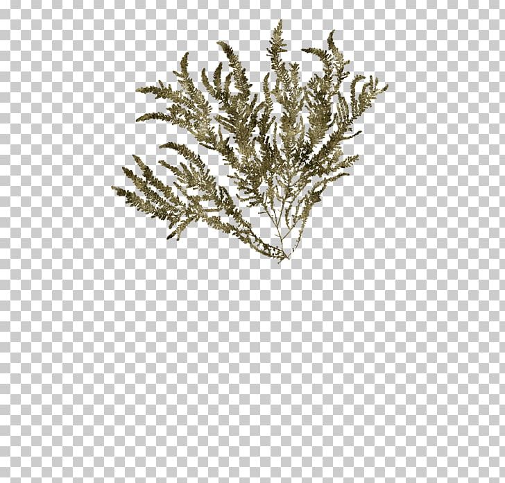 Grasses Commodity Family PNG, Clipart, Branch, Commodity, Family, Grass, Grasses Free PNG Download