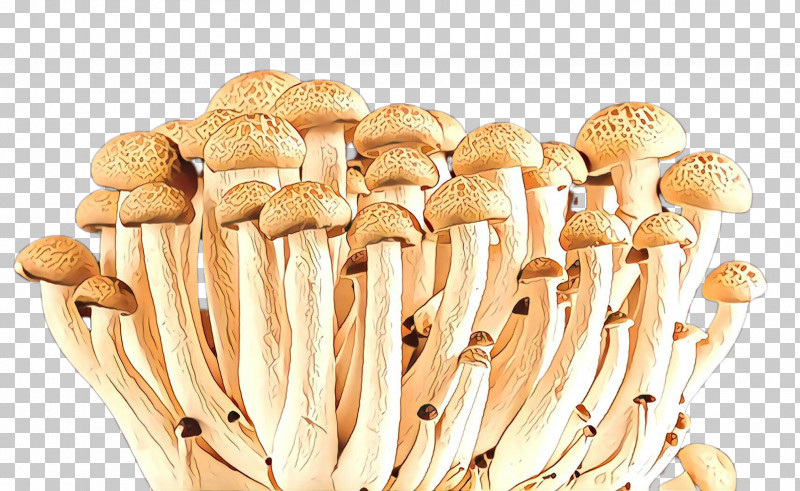 Mushroom Pleurotus Eryngii Champignon Mushroom Edible Mushroom Enokitake PNG, Clipart, Agaricaceae, Agaricomycetes, Agaricus, Champignon Mushroom, Edible Mushroom Free PNG Download