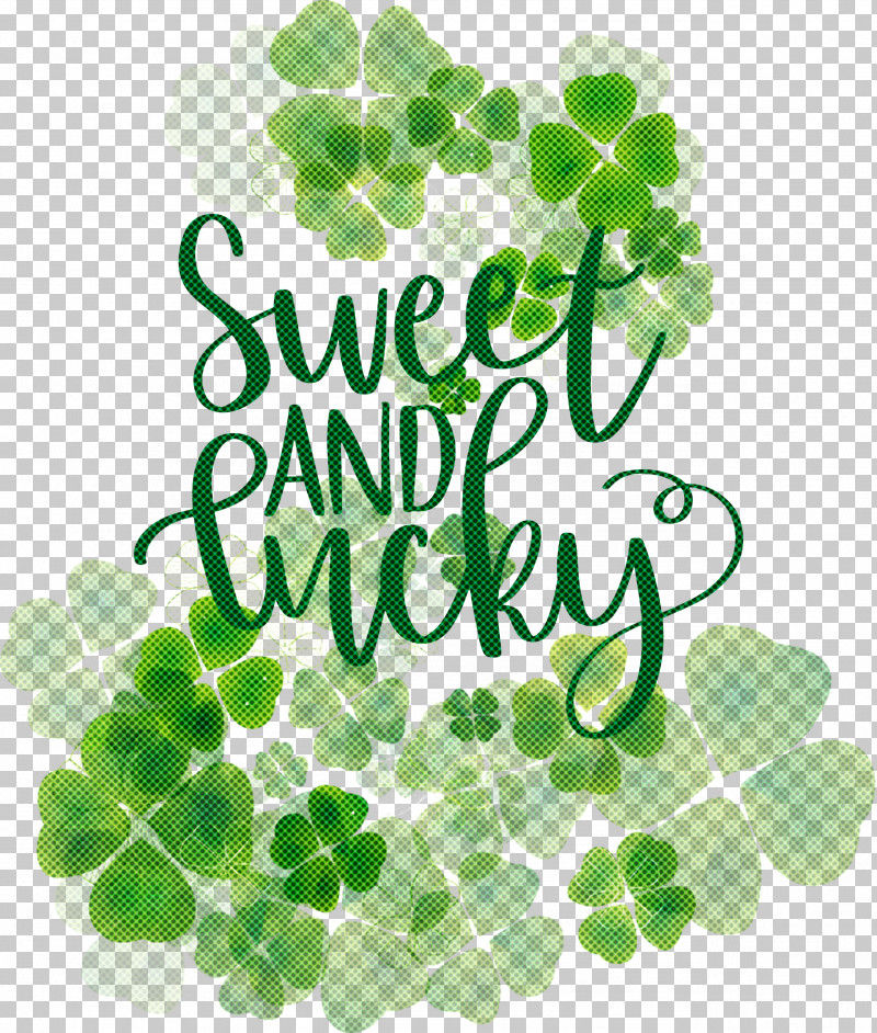 Sweet And Lucky St Patricks Day PNG, Clipart, Branch, Clover, Fourleaf Clover, Leaf, Petal Free PNG Download