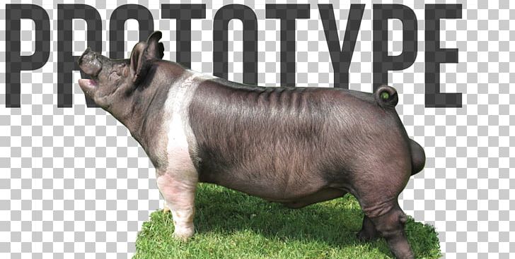 Domestic Pig Electrical Ballast Pedicurepunt-heers Xenon Photography PNG, Clipart, Cattle Like Mammal, Dog Breed, Domestic Pig, Electrical Ballast, Fauna Free PNG Download