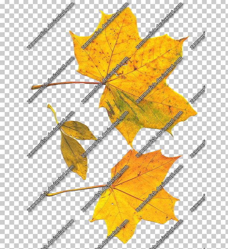 Maple Leaf Symmetry Line Angle PNG, Clipart, Angle, Art, Branch, Branching, Flowering Plant Free PNG Download