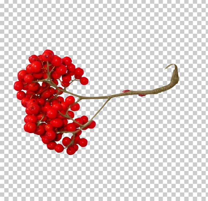 Mountain-ash Photography Ах PNG, Clipart, Berry, Body Jewelry, Digital Image, Drawing, Fruit Free PNG Download