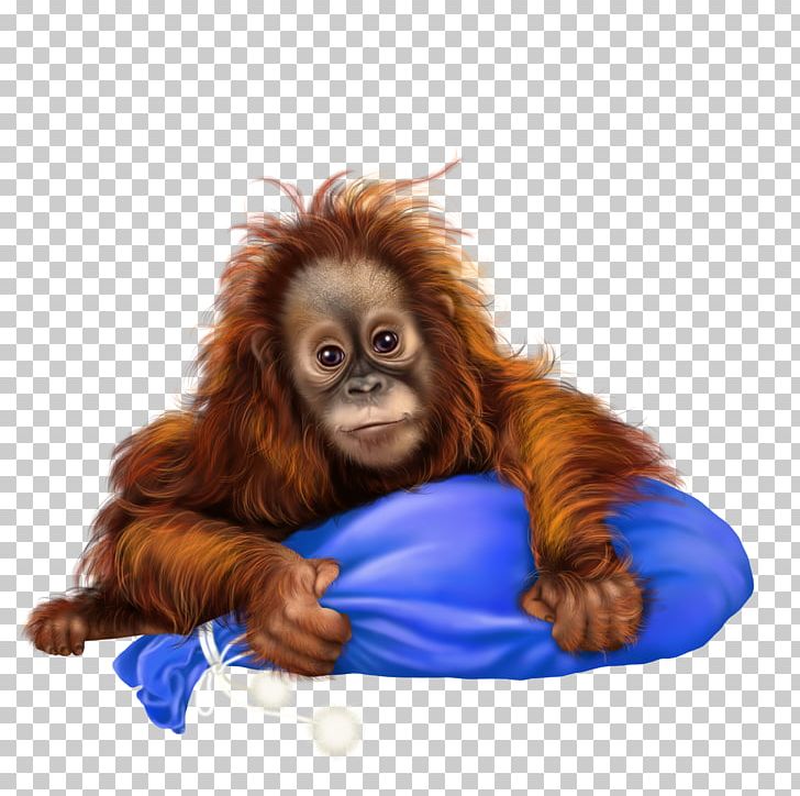 Orangutan Monkey Photography PNG, Clipart, 3d Computer Graphics, Animal, Animals, Baboon, Cari Free PNG Download