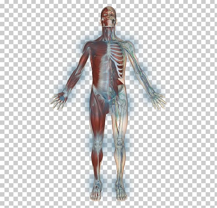 Shoulder Homo Sapiens Skeleton Muscle Arm PNG, Clipart, Arm, Chest, Costume Design, Endoscopy, Fantasy Free PNG Download