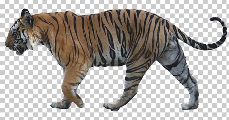 Smilodon Populator Machairodontinae Lion Smilodon Gracilis Bengal Tiger PNG, Clipart, Animals, Bengal Tiger, Big Cats, Carnivoran, Cat Free PNG Download
