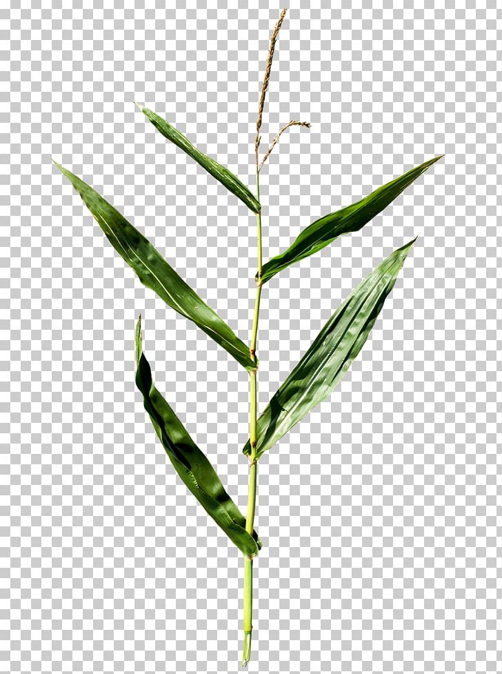 Maize Plant Leaf PNG, Clipart, Bamboo, Commodity, Corn, Deviantart, Food Drinks Free PNG Download