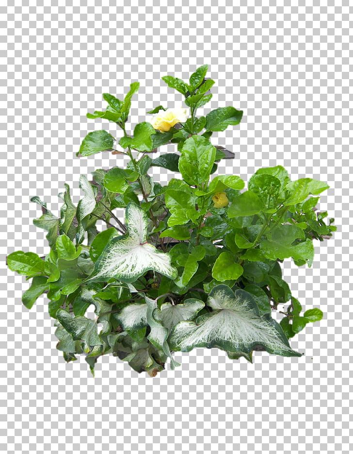 Nutrient Devil's Ivy Plant Vine Common Ivy PNG, Clipart, Almond, Blood, Calorie, Common Ivy, Devils Ivy Free PNG Download