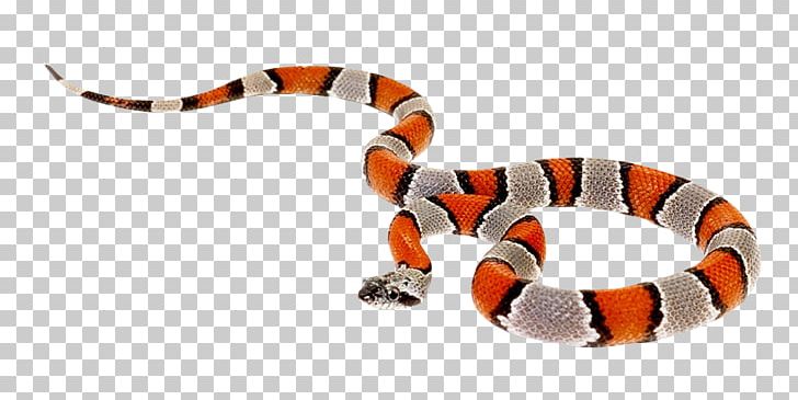 Coral Snake Reptile Milk Snake PNG, Clipart, Anilius, Animal, Animals, Bite, Cobra Free PNG Download