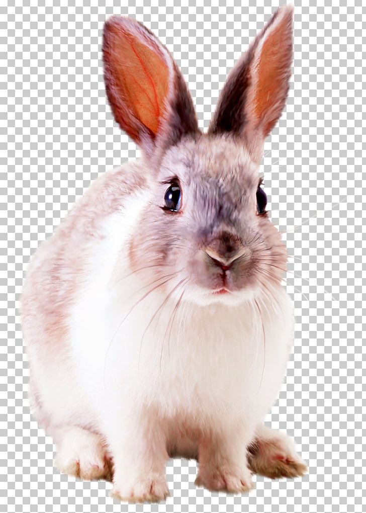 Hare Rabbit Desktop PNG, Clipart, Animals, Clipping Path, Desktop ...