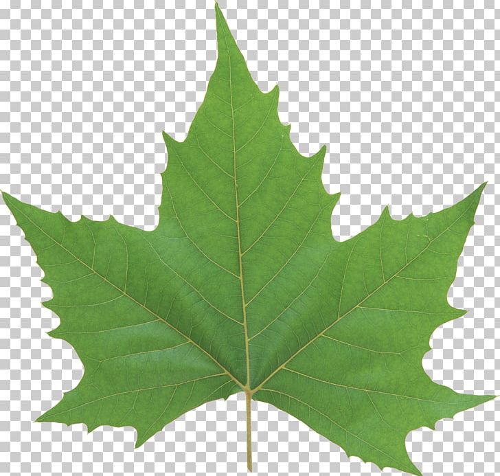Leaf Look At Leaves Green PNG, Clipart, Autumn Leaf Color, Computer Icons, Frame Rate, Free, Green Free PNG Download