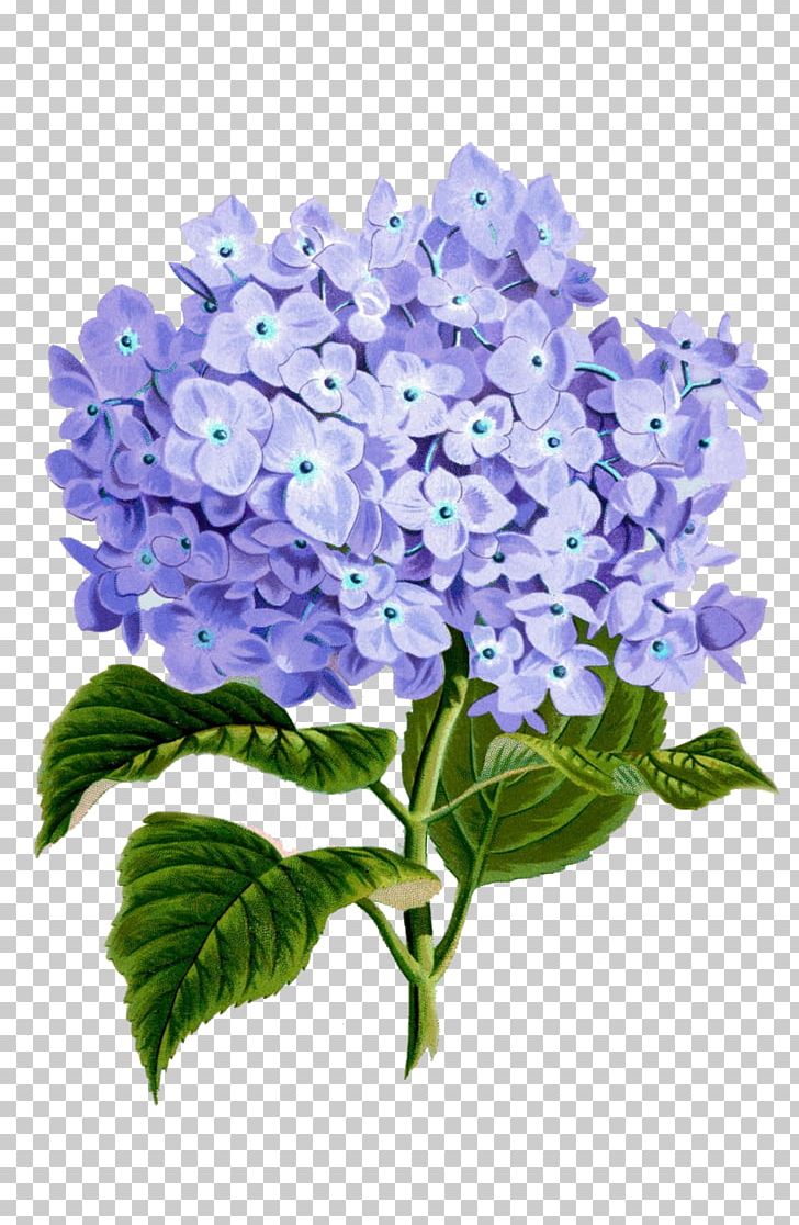 Paper Art Floral Design Flower PNG, Clipart, Art, Bellflower Family, Blue, Cornales, Cut Flowers Free PNG Download