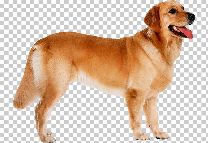 The Golden Retriever Puppy Dog Breed PNG, Clipart, Ancient Dog Breeds, Animals, Carnivoran, Companion Dog, Desktop Wallpaper Free PNG Download