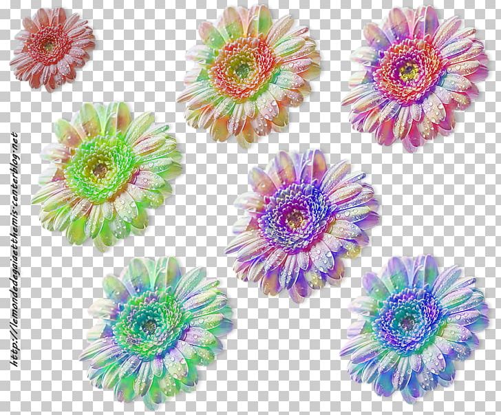 Transvaal Daisy Chrysanthemum Cut Flowers Petal PNG, Clipart, Chrysanthemum, Chrysanths, Cut Flowers, Daisy Family, Flower Free PNG Download