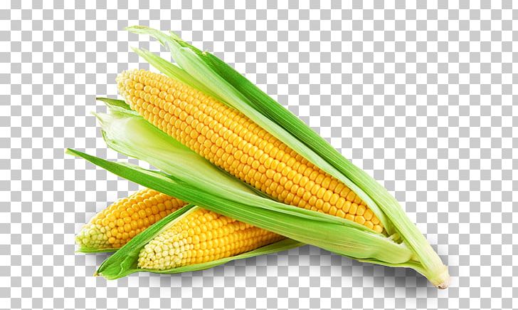 Corn On The Cob Sweet Corn Maize Corncob Corn Oil PNG, Clipart, Baby Corn, Cereal, Commodity, Cornbread, Corncob Free PNG Download