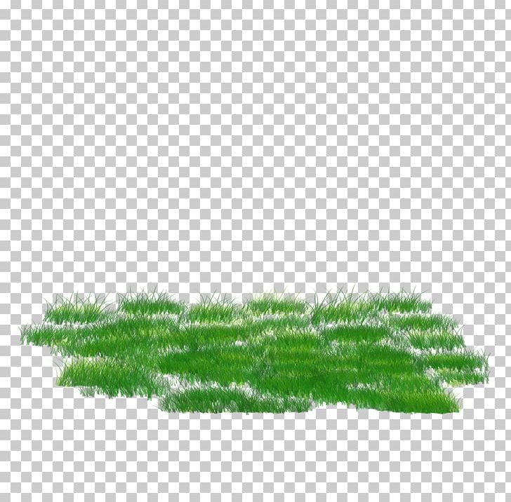 .net PNG, Clipart, Grass, Grass Family, Green, Net, Others Free PNG Download