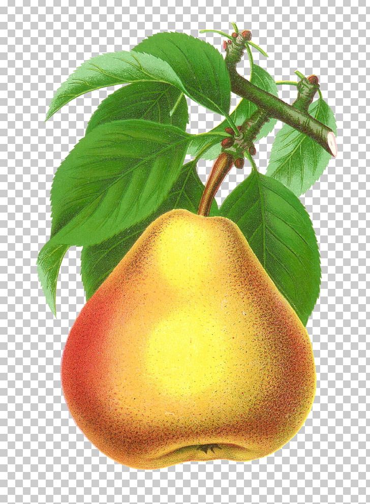 Pear Pomona Britannica Fruit Tree PNG, Clipart, Apple, Botanical Illustration, Botany, Computer Icons, Desktop Wallpaper Free PNG Download