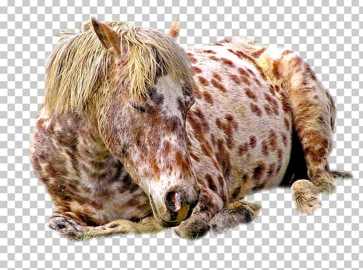 Appaloosa Andalusian Horse Foal Feral Horse Gallop PNG, Clipart,  Free PNG Download