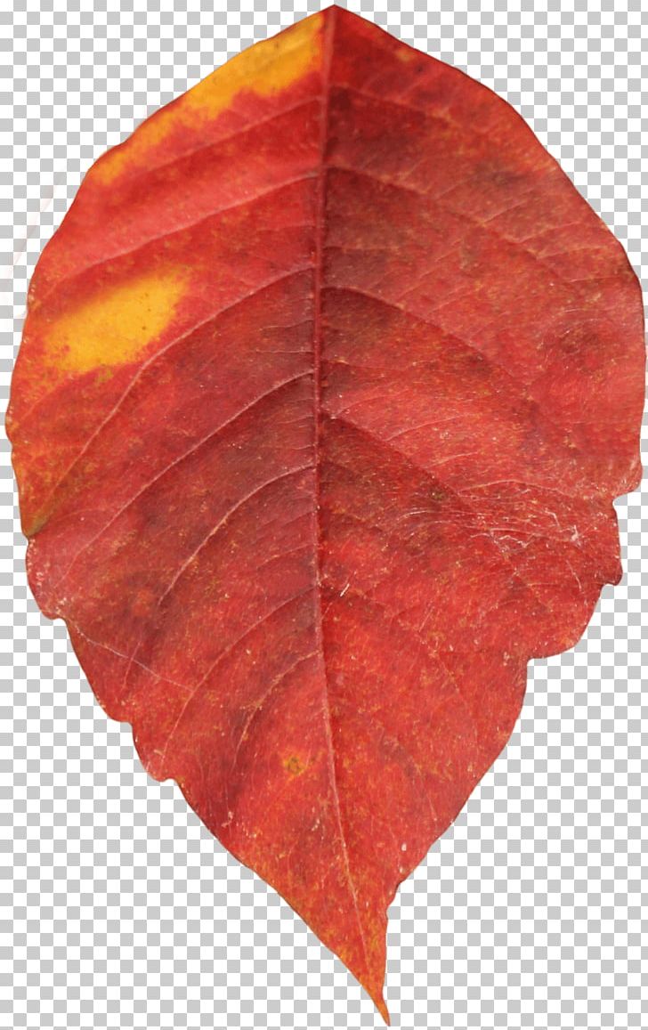 Autumn Leaf Color PNG, Clipart, Autumn, Autumn Leaf Color, Autumn Leaves, Beach, Bild Free PNG Download