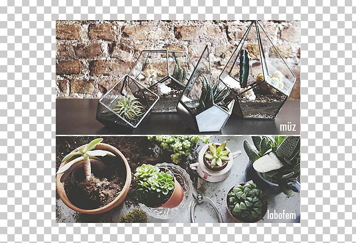 Cactaceae Plant Terrarium Flowerpot Muse Coffee & Botanical PNG, Clipart, Banana, Book, Brand, Cactaceae, Cactus Free PNG Download