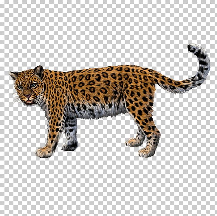 Jaguar Cheetah North-Chinese Leopard Felidae PNG, Clipart, Animal, Animals, Big Cats, Carnivoran, Cat Free PNG Download