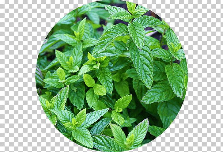 Peppermint Spearmint Herb Plants Mint Chocolate Chip PNG, Clipart, Chard, Herb, Leaf, Medicinal Plants, Mint Free PNG Download
