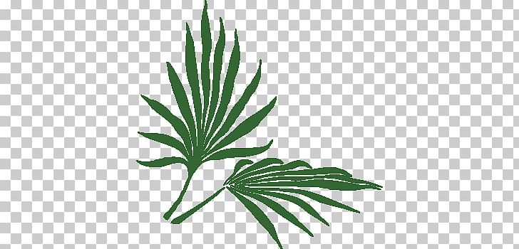Plant Frond Tropics PNG, Clipart, Arecaceae, Arecales, Branch, Food Drinks, Frond Free PNG Download