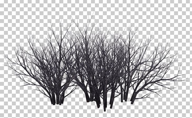 Shrub Tree Photography Black And White PNG, Clipart, Black And White, Branch, Bushes, Cornus Sericea, Desert Free PNG Download