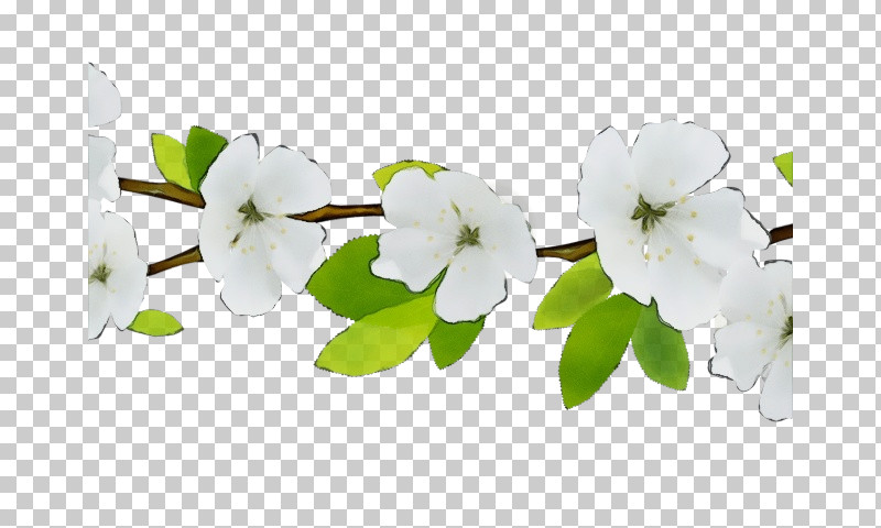 White Flower Petal Branch Plant PNG, Clipart, Blossom, Branch, Flower, Impatiens, Mock Orange Free PNG Download