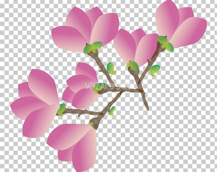 Magnolia Liliiflora Flower Illustration Yulan Magnolia PNG, Clipart, April, Blossom, Branch, Flower, Flower Ai Free PNG Download