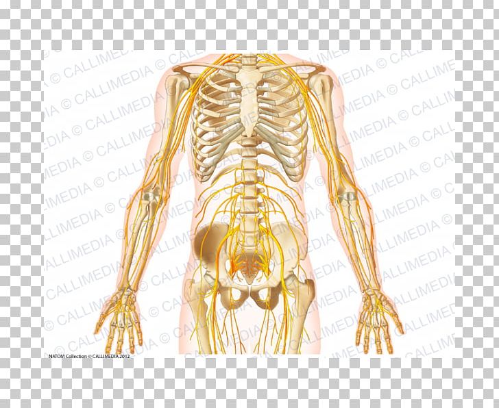 Nerve Rib Pelvis Abdomen Nervous System PNG, Clipart, Abdomen, Arm, Bone, Fantasy, Forearm Free PNG Download