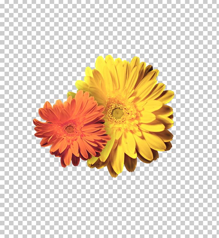 Transvaal Daisy Chrysanthemum Petal Cut Flowers PNG, Clipart, Beautiful, Beautiful Chrysanthemum, Beautiful Girl, Beauty, Beauty Logo Free PNG Download