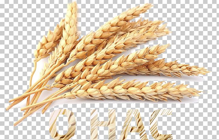 Wheat Germ Oil Cereal Food Barley PNG, Clipart, Avena, Barley, Cereal, Cereal Germ, Commodity Free PNG Download