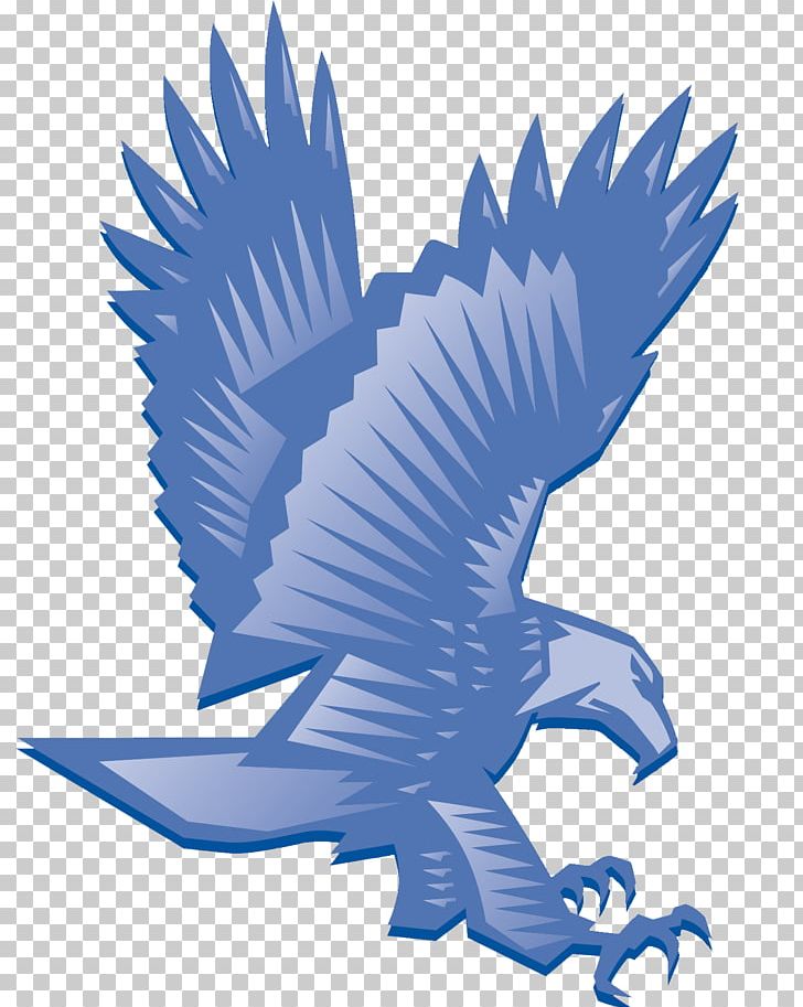 Bald Eagle Beak PNG, Clipart, Animals, Bald Eagle, Beak, Bird, Bird Of Prey Free PNG Download