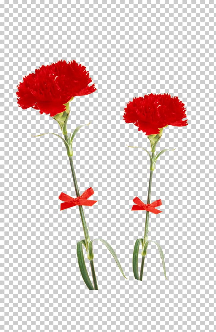 Carnation Flower Multiflora Rose Red Beach Rose PNG, Clipart, Annual Plant, Beach Rose, Blue, Carnation, Color Free PNG Download